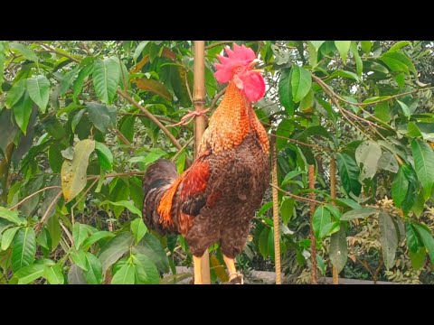 The best rooster crowing compilation