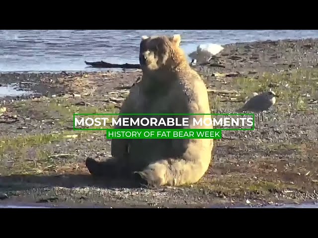 Vídeo relacionado con Little Grazer, Big Dreams: An Alaskan Bear Story: Meet Bear 128: The Real-Life Katmai Legend and Fat Bear Week Champion (National Park Bear Adventures)