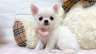 チワワ（ロング）の動画01