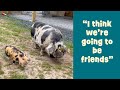 Bigs News in Arthur's Acres Pig World!