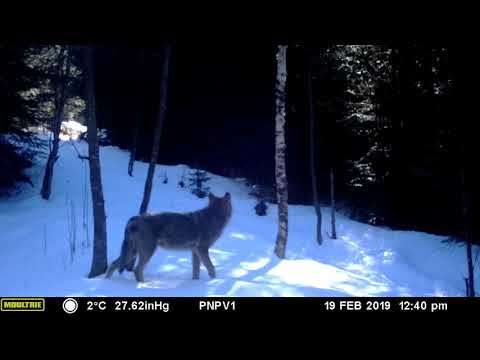 Haită de lupi într-o pădure din Parcul Natural Putna Vrancea din cadrul Romsilva