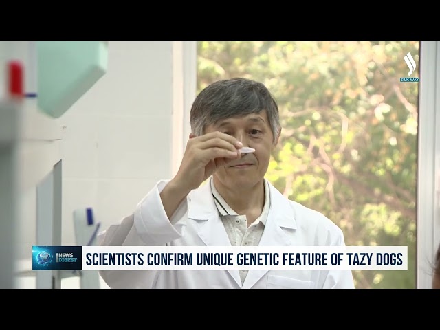 Scientists confirm unique genetic feature of Tazy dog