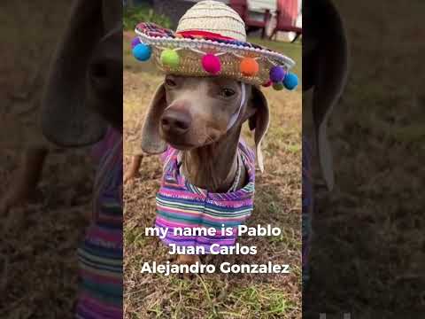 My Name is Maximus Decimus Meridus 🐕 #dogs #dogsofyoutube #funny #funnydogs #shorts