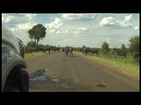 Buffalo Road Block in Kruger National Park.