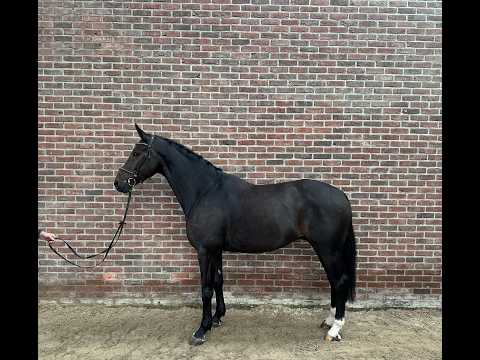 Come on Petterson (COMME IL FAUT x FLIPPER HIT) - Video 2 video thumbnail