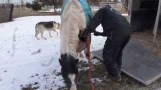 Another horse abandoned in the  freezing cold!