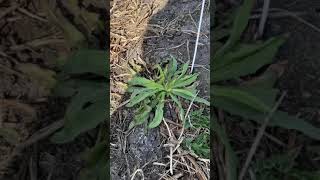 A Close Look at Your Weeds Before the Prospect Pre-seed Treatment