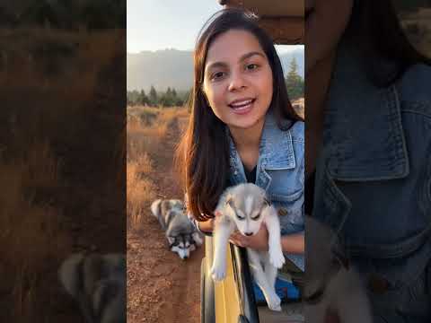 Pyara husky #viralvideo #comedyvideos #youtubeshorts #shortvideo #shorts #funnyshorts #youtube #lion