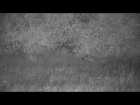 Djuma: Lone Hyena standing and looking around - 20:15 - 01/24/2022