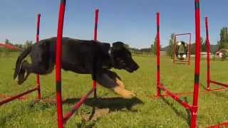 preview picture of video 'German Shepherd Puppy Agility'