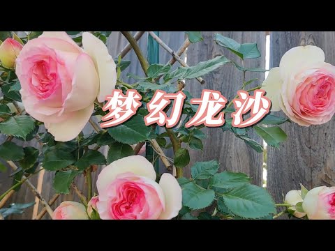 龍砂