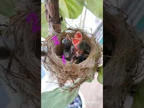 白頭翁 來家裡代表什麼