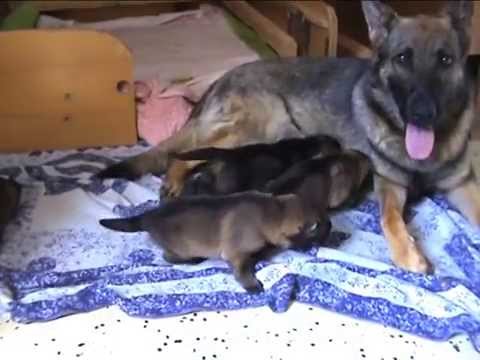 štěňata  Coudy z údolí Úpy x Honey z údolí Úpy ve věku 14 dnů