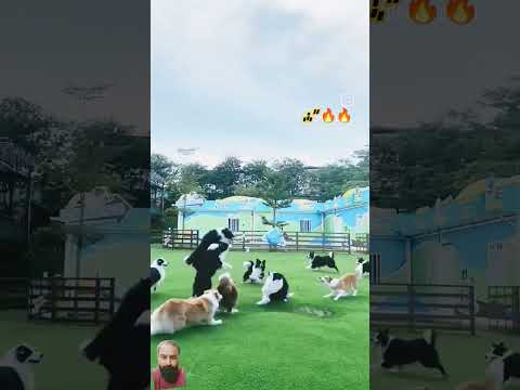 dogs play rahy hen #dog #doglover #puppy #cute #love #bollywood #music #tseries #dance #song