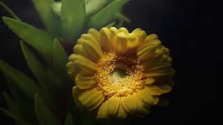 The Budos Band "Magus Mountain" - (Runner Up)