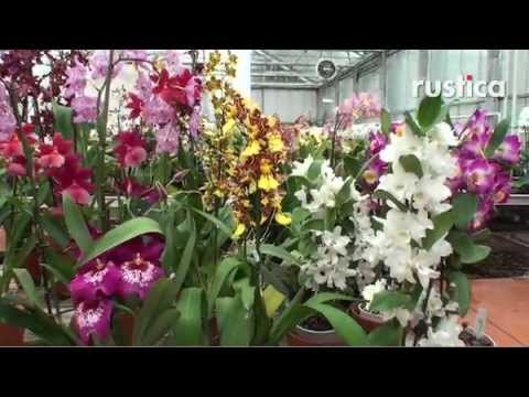 comment soigner orchidée phalaenopsis