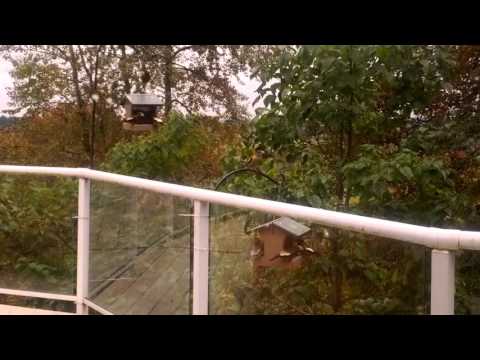 Migrating Evening Grosbeaks