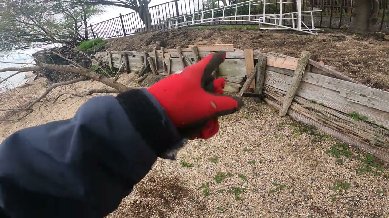 枯れたヤマザクラを伐採して裁断しました　琵琶湖湖岸清掃整備