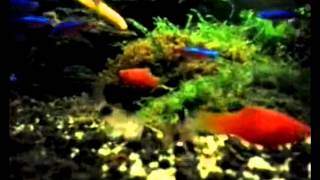 Hanson Tonight - Anthem