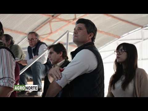 AGRONORTE Tv -  ARTIGAS TELEVISIÓN- LA RUBETA 2- REMATE 2017