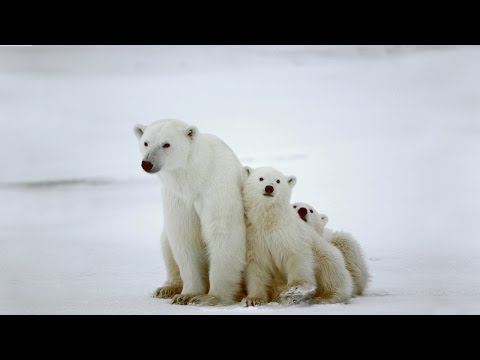 子供のためのホッキョクグマと地球温暖化 (Polar bears and global warming for kids)