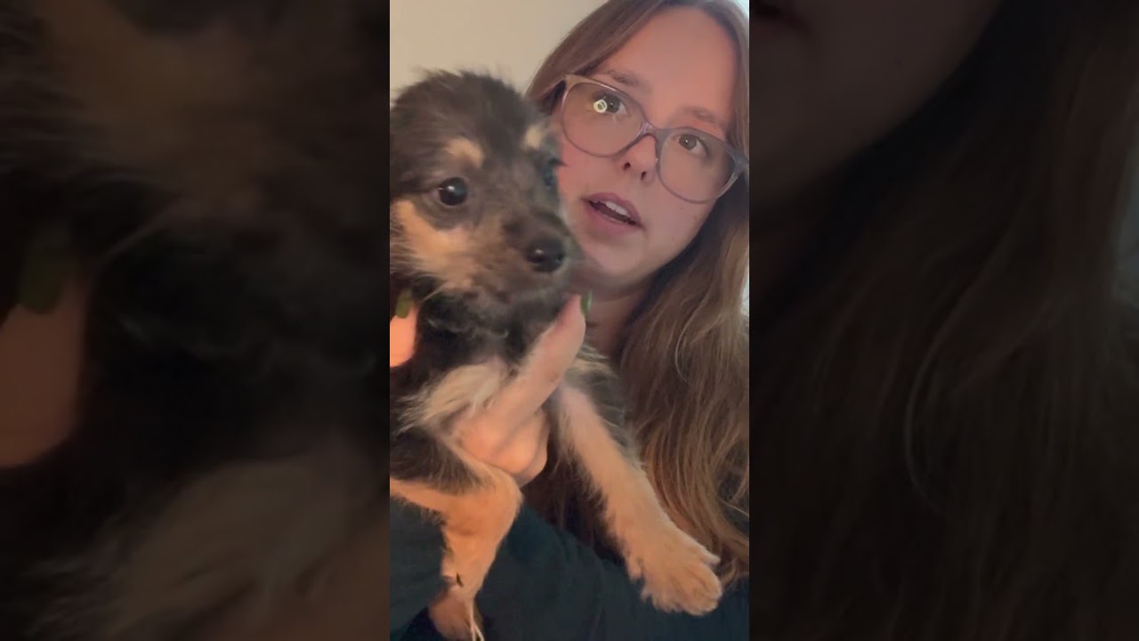 Enlarge Hex, a Adoptable mixed breed in Gainesville, VA video 5/6