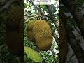 Amazing Kathal Fruit Harvesting Jackfruit Cutting Skill Video Harvesting Viral Jackfruit