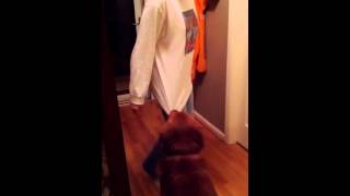 Dog protects owner from storm