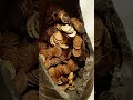 Huge Hoard Of Roman Gold Coins Discovered In Basement Of Italian Theater Find News
