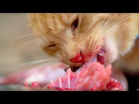 Why Do Cats Need Meat To Survive? | BBC Earth - YouTube