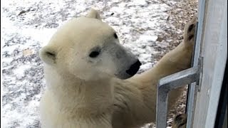 A Polar Bear Moment