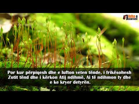 Je i qëndrueshëm në bindjen ndaj Allahut  dhe ndaj të Dërguarit të Tij! Shejh Ibën Bazi