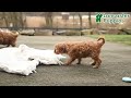 Cavapoo dogs for sale: Blaze  - Video 1