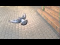 Flying Pigeon In Slow Motion Samsung Galaxy S7 Sample