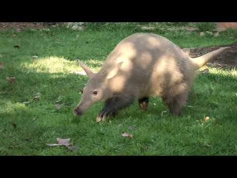 download lagu mp3 mp4 Aardvark, download lagu Aardvark gratis, unduh video klip Aardvark