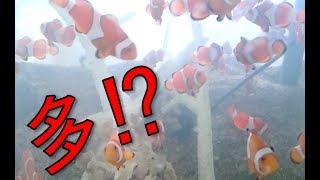 クマノミの大群・・・。多い！　Anemone Fish