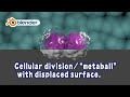 Tut Cellular Division Metaball With Displaced Surface Blender Animation Nodes