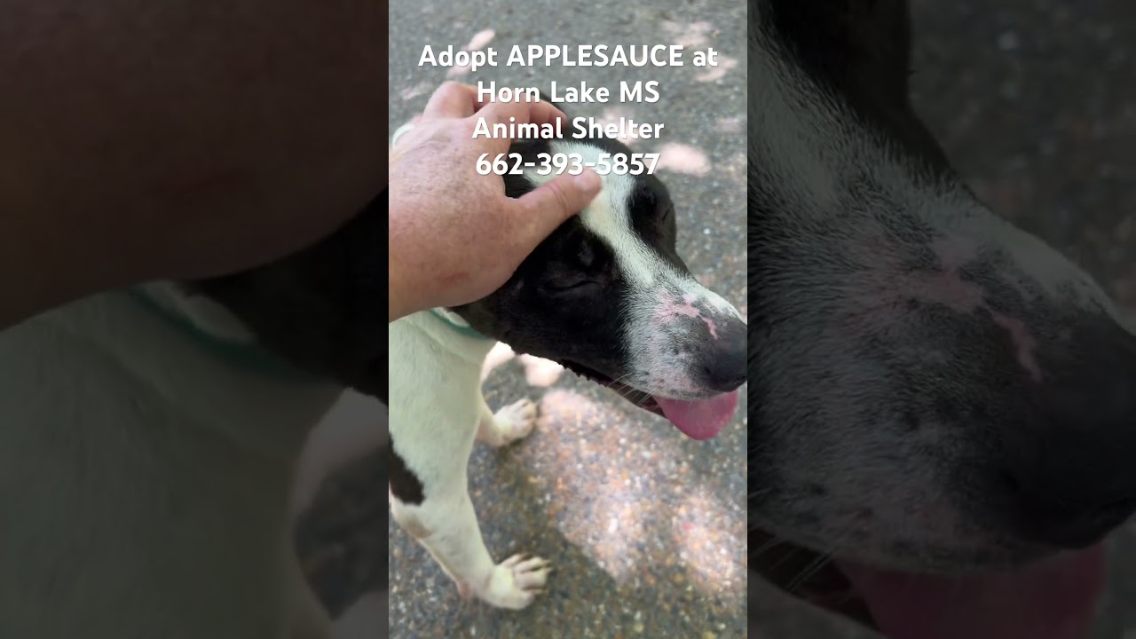 Applesauce, a Adoptable mixed breed in Horn Lake, MS video 6/6
