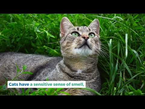 Do cats like lavender scent - Cat Mastermind Blog