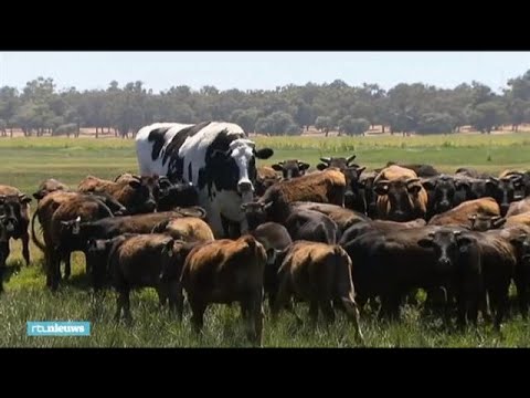 , title : 'Dan maar eeuwigdurend verlof: stier te groot voor slachthuis'