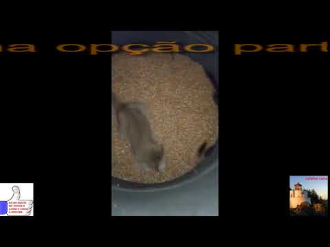 Gato fica feliz caçando ratos video completo