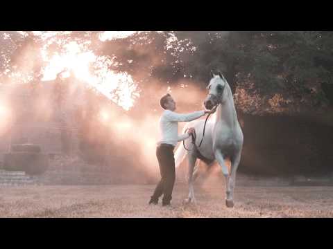 Stallion KHALED ALHAMAD by AJMAN MONISCIONE | MAGNIFICENT PPA