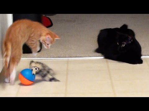 download lagu mp3 mp4 Weasel Ball, download lagu Weasel Ball gratis, unduh video klip Weasel Ball