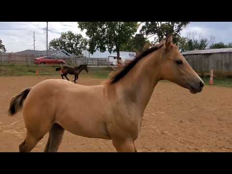 2022 Snipers Smoking Gun filly  - For Sale