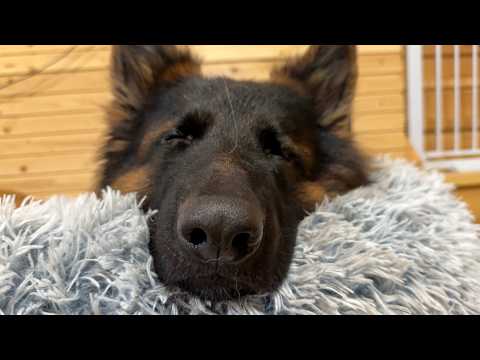 My German Shepherd Very Important Dog Schedule