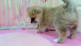 ハーフ犬の動画01