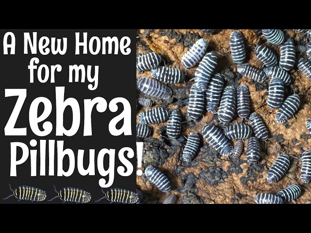 أيزوبود الزيبرا المخطط  Zebra Striped Isopod – Armadillidium maculatum