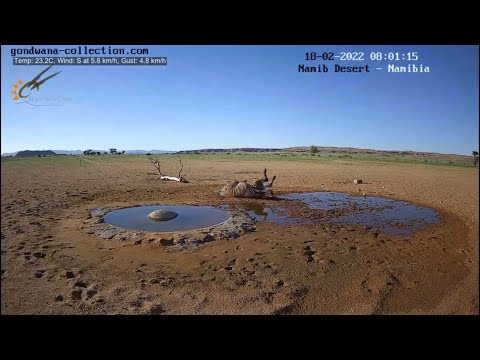 NamibiaCam: Rolling zebra after drinking water with jackal
