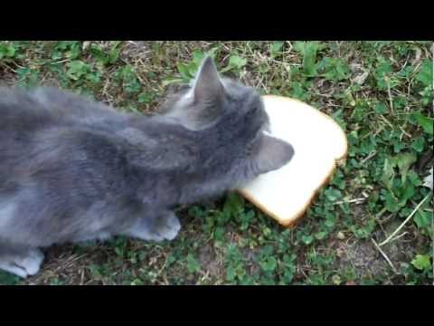 Cat Eats Bread - YouTube