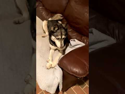 Mercy, an adopted Siberian Husky in Stamford, CT_image-1